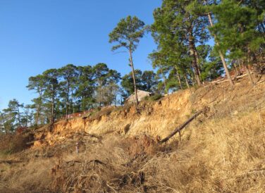 Environmental team on field to restore Bastrop State Park